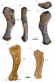 Humérus gauche en vues antérieure (A, E et F), latérale (B), dorsale (C) et postérieure (D) provenant de Cruzy et Fox-Amphoux. D’après Chanthasit, 2010.