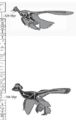 Age de Microraptor gui et de Anchiornis huxlei (issu de Hu et al., 2009)