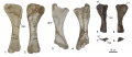 Lirainosaurus astibiae, humérus gauche (MCNA 7463) en vues antérieure (1) et postérieure (2) ; humérus droit (MCNA 7462) en vue antérieure (3) et postérieure (4) ; ulna droit (MCNA 3157) en vues latérale (5), médiale (6), proximale (7) et distale (8). D’après Díez Díaz et al., 2013b.