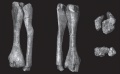 Jainosaurus cf. septentrionalis, tibia et fibula gauche (NHMUK R5903) articulés en vues antérieure (A), postérieure (B), proximale (C) et distale (D). D’après Wilson et al., 2011.