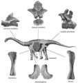 Reconstitution squelettique de Rapetosaurus krausei basé sur le spécimen juvénile FMNH PR 2209. (Modifié d’après Curry Rogers & Forster 2001).