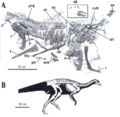 Talenkauen santacrucensis, MPM-10001 (Holotype), A. squelette incomplet et B. sa reconstitution en vue latérale droite. D’après Novas et al., 2004.