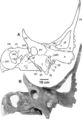 Diabloceratops eatoni, UMNH VP 16699 (holotype) crâne en vue latérale gauche. Abréviations : aaf, fenêtre antéorbitaire accessoire; af, fenêtre antéorbitaire; ec, ectopterygoïde; ej, epijugals; en, epinasal; j, jugal; l,