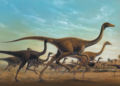 Reconstitution du troupeau de Sinornithomimus juvéniles