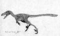 Bambiraptor feinbergi