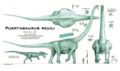 Reconstitution spéculative de Puertasaurus reuili. Bien que n’ayant pas vécu à la même époque que Puertasaurus, le théropode géant Giganotosaurus est inclus à titre de comparaison. © Nima Sassani.