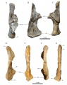 En haut, carré droit provenant de Quarante en vues latérale (A), antérieure (B) et médiale (C). En bas, carré droit provenant de Fox-Amphoux en vues latérale (D), antérieure (E), médiale (F) et postérieure (G). D’après Chanthasit, 2010.