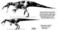 Comparaison: Suchomimus-Baryonyx.