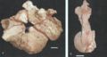 Ruyangosaurus giganteus, vertèbre cervicale postérieure ? en vue antérieure (a) et latérale gauche (b). D’après Lü et al., 2009.