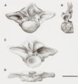 Puertasaurus reuili, vertèbre dorsale D2 en vue antérieure (A), latérale gauche (B), postérieure (C) et dorsale (D). D’après Novas et al., 2005.