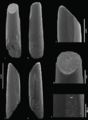 Autres dents de Lirainosaurus astibiae. D’après Díez Díaz et al., 2012.