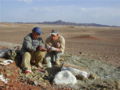 Les paléontologues Zhao Xijin et Paul Sereno sur le site (photo du Project Exploration)