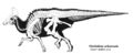 Olorotitan aralensis.