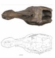 Prosaurolophus maximus, CMN 2870, crâne (de 85,6 cm) en vue dorsale inversée. D’après McGarrity, C.T., 2011.