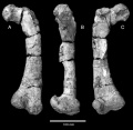 Zalmoxes shqiperorum, fémur gauche en vue antérieure (A), médiale (B) et postérieure (C). D’après Weishampel et al., 2003.