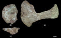 Huanghetitan liujiaxiaensis, scapula gauche (a) en vue latérale, coracoïde gauche en vue latérale (b) et ventrale (c). D’aprèsYou et'al., 2006.