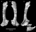 Zalmoxes shqiperorum, scapula gauche en vue latérale (A) et médiale (B). Scapula et coracoïde présenté en position naturelle en vue latérale (C). D’après Weishampel et al., 2003.