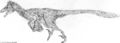 Atrociraptor marshalli.