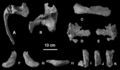 Os crâniens de Turiasaurus riodevensis (CPT-1211), quadratojugal droit et carré droit en vues dorsale (A) et antérieure (B) ; quadratojugal droit en vue latérale (C) ; palatin droit en vues médiale (D) et latérale (E) ; jugal droit en vues latérale (F), médiale (G) et ventrale (H) ; lacrimal gauche en trois morceaux, section supérieure (I), section inférieure (J) et section médiane (K). D’après Royo-Torres et Upchurch, 2012.