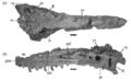 Xiongguanlong baimoensis, crâne en vue dorsale (a) et latérale gauche (b). Modifié d’après Xu Xing et al., 2010.