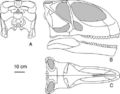 Reconstruction du crâne de Turiasaurus riodevensis en vues postérieure (A), latérale (B) et dorsale (C). D’après Royo-Torres et Upchurch, 2012.