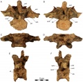 Dahalokely tokana, vertèbre dorsale (D?1) en vues antérieure (A), postérieure (B), ventrale (C), dorsale (D), latérale gauche (E) et latérale droite (F). D’après Farke et Sertich, 2013.