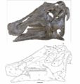 Prosaurolophus maximus, TMP 1984.1.1, vue inversée du côté droit du crâne (de 1 m de long). En gris les zones reconstituées avec du plâtre. D’après McGarrity, C.T., 2011.