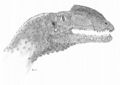 Zupaysaurus rougieri: Théropode du Trias (Norien : -216 à -203 MA) découvert en Argentine (La Rioja). Essais de reconstitution de la tête avec la crête (sujet de débats).