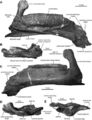 Gryposaurus latidens, AMNH FARB 5465 (Holotype), dentaire gauche en vue médiale (A) ; surangulaire et splénial gauche en vue médiale (B) ; dentaire gauche en vue latérale (C) ; surangulaire et splénial gauche en vue latérale (D) et dorsale (E). D’après Prieto-Márquez, 2012.