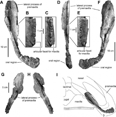Kritosaurus — Paleowiki