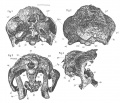 Struthiosaurus transylvanicus, arrière crâne en vues ventrale (Fig.1), dorsale (Fig.2), postérieure (Fig.3) et latérale droite (Fig.4). D’après Nopsca, 1915.