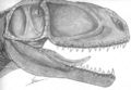 Mapusaurus roseae