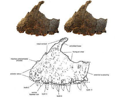 Kryptops — Paleowiki