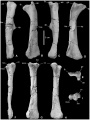 Mochlodon vorosi, fémur gauche en vues latérale (A), antérieure (B), postérieure (C), médiale (D) et proximale (E) ; tibia droit en vues latérale (F), postérieure (G), antérieure (H) et proximale (I). D’après Ősi et al., 2012.