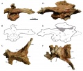 Boîte crânienne de Rhabdodon provenant de Fox-Amphoux (La Bastide Neuve), en vues occipitale (A et B), dorsale (C), latérale droite (D et E), et ventrale (F).