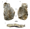 Frontal droit en vue dorsale (A), ventrale (B) et latérale (C). Ce spécimen de Quarante représente probablement R. septimanicus. D’après Chanthasit, 2010.