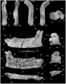 Mochlodon vorosi, os crâniens, carré droit en vues antérieure (A), postérieure (B), latérale (C), médiale (D) et distale (E) ; dentaire gauche en vues latérale (F), médiale (G) et dorsale (H) ; postorbitaire gauche en vues dorsale (I), ventrale (J) et latérale (K). D’après Ősi et al., 2012.