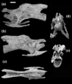 Erketu ellisoni, vertèbre cervicale (C4) en vues latérale gauche (a), latérale droite (b), dorsale (c), antérieure (d) et postérieure (e). D'après Ksepka et Norell, 2006.