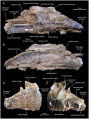 Pararhabdodon isonensis, maxillaire droit (IPS 36327) en vues latérale (A) et médiale (B) ; maxillaire gauche (IPS 693-6) en vues médiales (C) et latérale (D). D’après Prieto-Márquez et al., 2013.