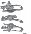 Zalmoxes shqiperorum, bassin articulé composé du sacrum, les ilia, les ischia et le pubis gauche, le tout en vue dorsale (en haut), latérale gauche (au centre) et ventrale (en bas). D’après Godefroit et al., 2009.