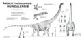 Reconstitution speculative d’Argentinosaurus huinculensis. © Nima Sassani.