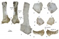 Lirainosaurus astibiae, scapula gauche (MCNA 7459) en vues latérale (1) et médiale (2) ; scapula droite (MCNA 14461) en vue médiale (3) ; coracoïde gauche (MCNA 3158) en vues latérale (4) et médiale (5) ; coracoïde droit (MCNA 7460) en vues médiale (6) et latérale (7) ; plaque sternale en vues dorsale (8) et ventrale (9). D’après Díez Díaz et al., 2013b.