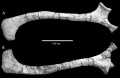 Zalmoxes shqiperorum, ischion droit en vue latérale (A) et médiale (B). D’après Weishampel et al., 2003.