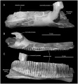 Magnapaulia laticaudus dentaire gauche en vues latérale (A), dorsale (B) et médiale (C). D’après Prieto-Márquez et al., 2012.