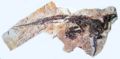 Tethyshadros insularis, SC 57021 (holotype), squelette subcomplet en vue latérale droite. Source.