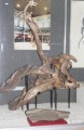 Tsintaosaurus spinorhinus, crâne composite.