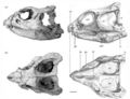 Yinlong downsi, crâne en vue latérale gauche et dorsale. D’après Xu et al., 2006.