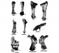 Isisaurus colberti (holotype) humérus gauche (ISI R335/59) en vues antérieure (A) et postérieure (B). Barre d’échelle = 25 cm. Ulna gauche (ISI R335/60) en vues antérieure (C) et postérieure (D). Barre d’échelle = 10 cm. Pubis gauche (ISI R335/63) en vues dorsale (E) et latérale (F) ; ilion droit ((ISI R335/62) en vue latérale (G). Barre d’échelle = 30 cm. Sacrum et ilia gauche et droit (ISI R335/31, ISI R335/61 et ISI R335/62) en vue ventrale (H). Barre d’échelle = 50 cm. Ischion droit (ISI R335/65) en vues dorsomédiale (I) et ventrolatérale (J). Barre d’échelle = 30 cm. D’après Jain et Bandyopadhyay, 1997.