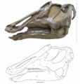 Prosaurolophus maximus, CMN 2870, vue inversée du côté droit du crâne (85,6 cm). D’après McGarrity, C.T., 2011.