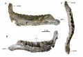 Dentaire droit de 36,8 cm en vues latérale (A), médiale (B) et dorsale (C). Ce spécimen provient de Quarante et appartient probablement au R. septimanicus. D’après Chanthasit, 2010.